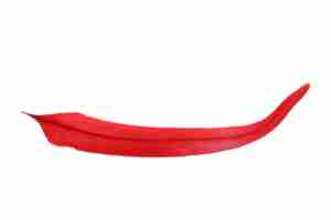 Rooster Feather Scarlet