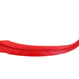 Pióro Kogucie Scarlet
