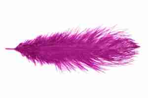 Ostrich Feather Fuchsia