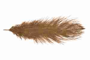 Ostrich Feather Chocolate